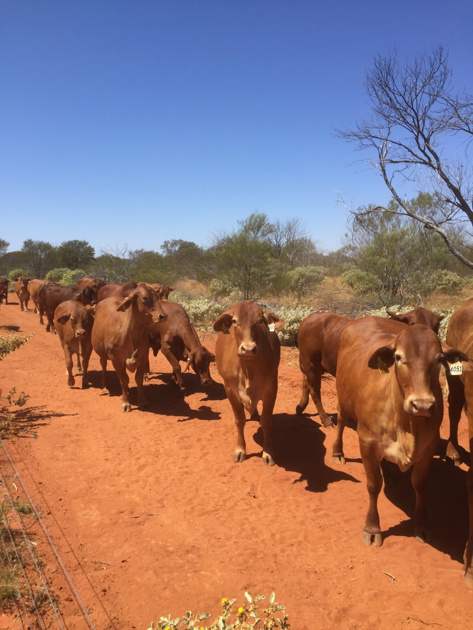 Cute cows on the track in the Gascoyne region